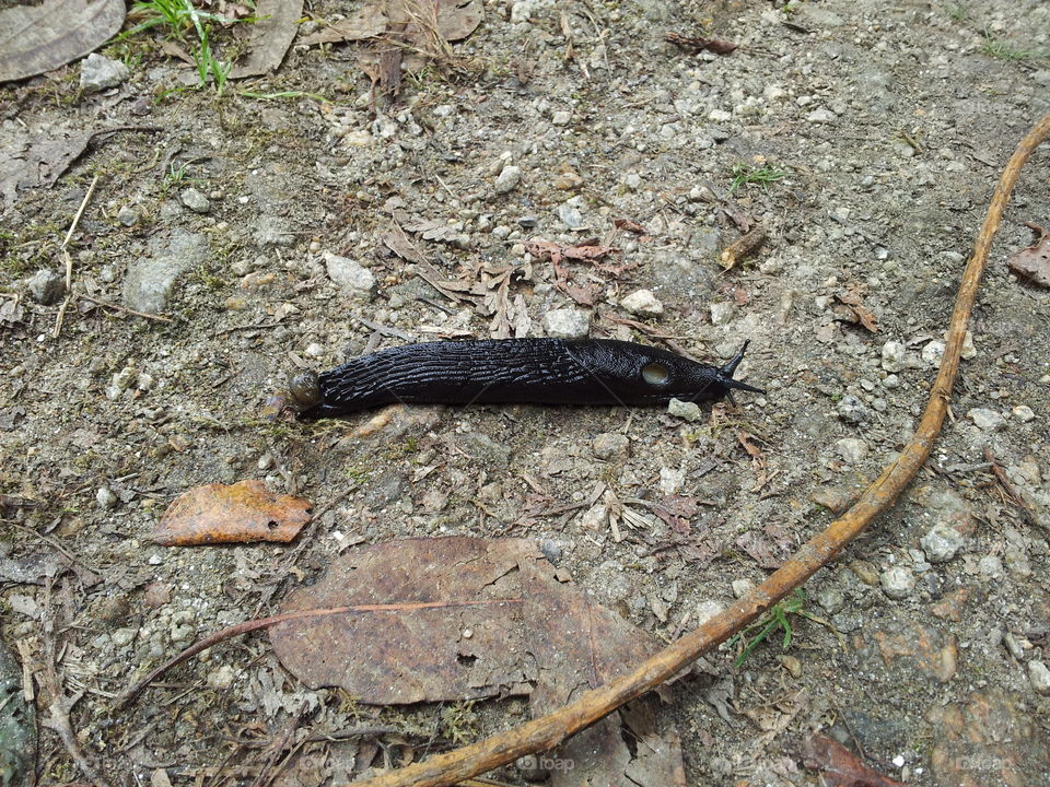 The Slug. A Slug crossed my path.