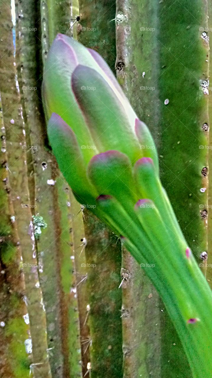 KAKTUS, CACTUS, CACTO.