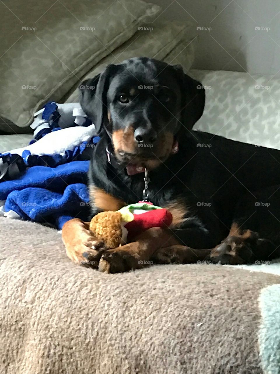 Rottweiler