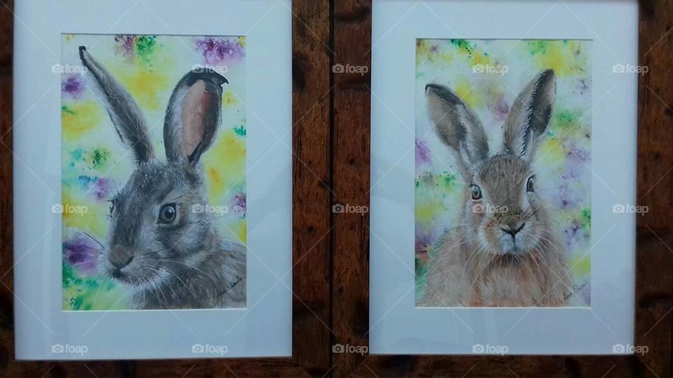 are rabbit photos framed up