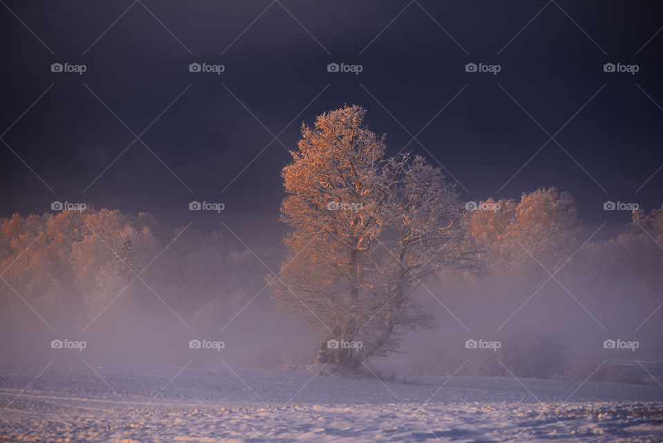 Winter wonderland in Krimulda, Latvia