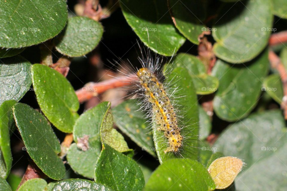 caterpillar