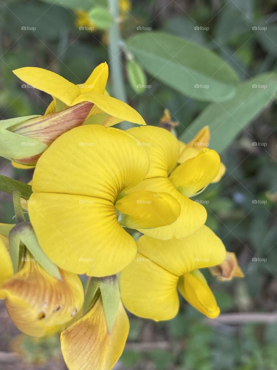 Yellow flower