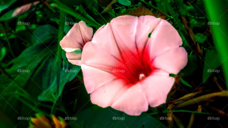 Kangkong's Flower, Iove its attractive color.