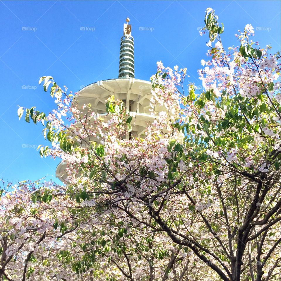 Sakura blossom 