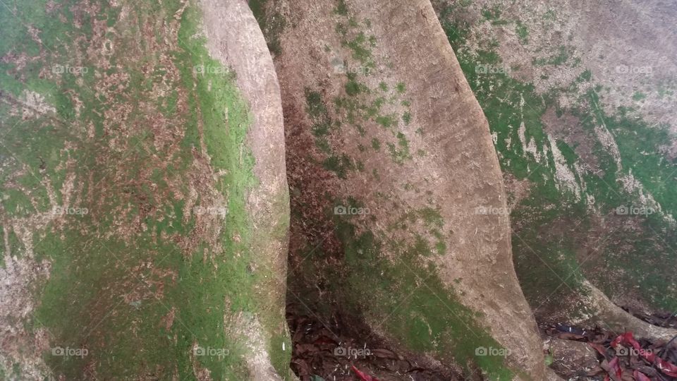 Trunk of a Rudraksha tree at the Hindu monastery on Kauai.