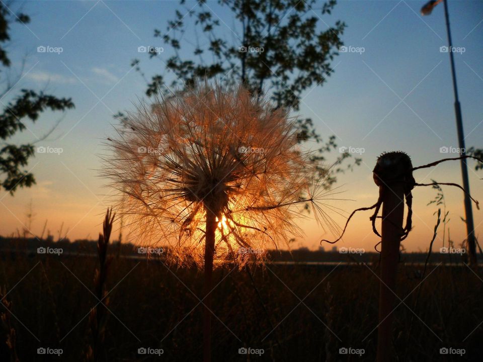 dandelion on a background of dawn