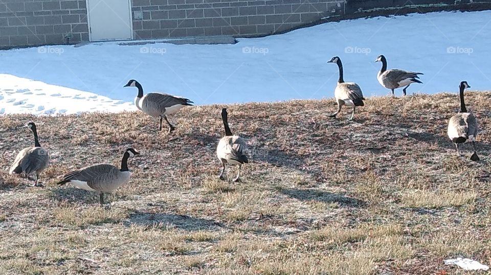 Geese grazing on yellow grass glazed with snow