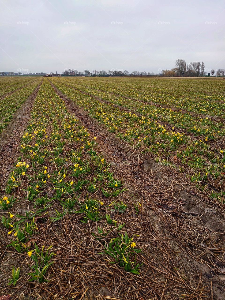 Daffodils are growing