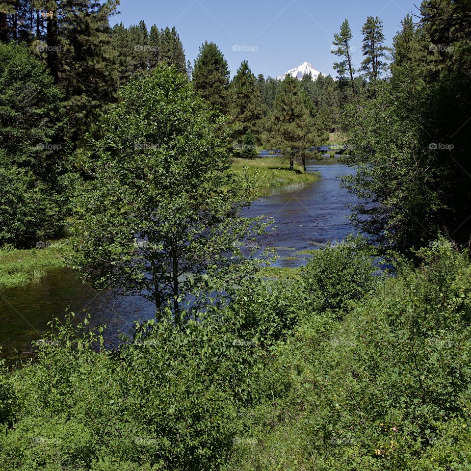 The Metolius River in Central Oregon rushes along its ponderosa pine tree and bush covered river banks with Mt. Jefferson in the background on beautiful sunny summer day.