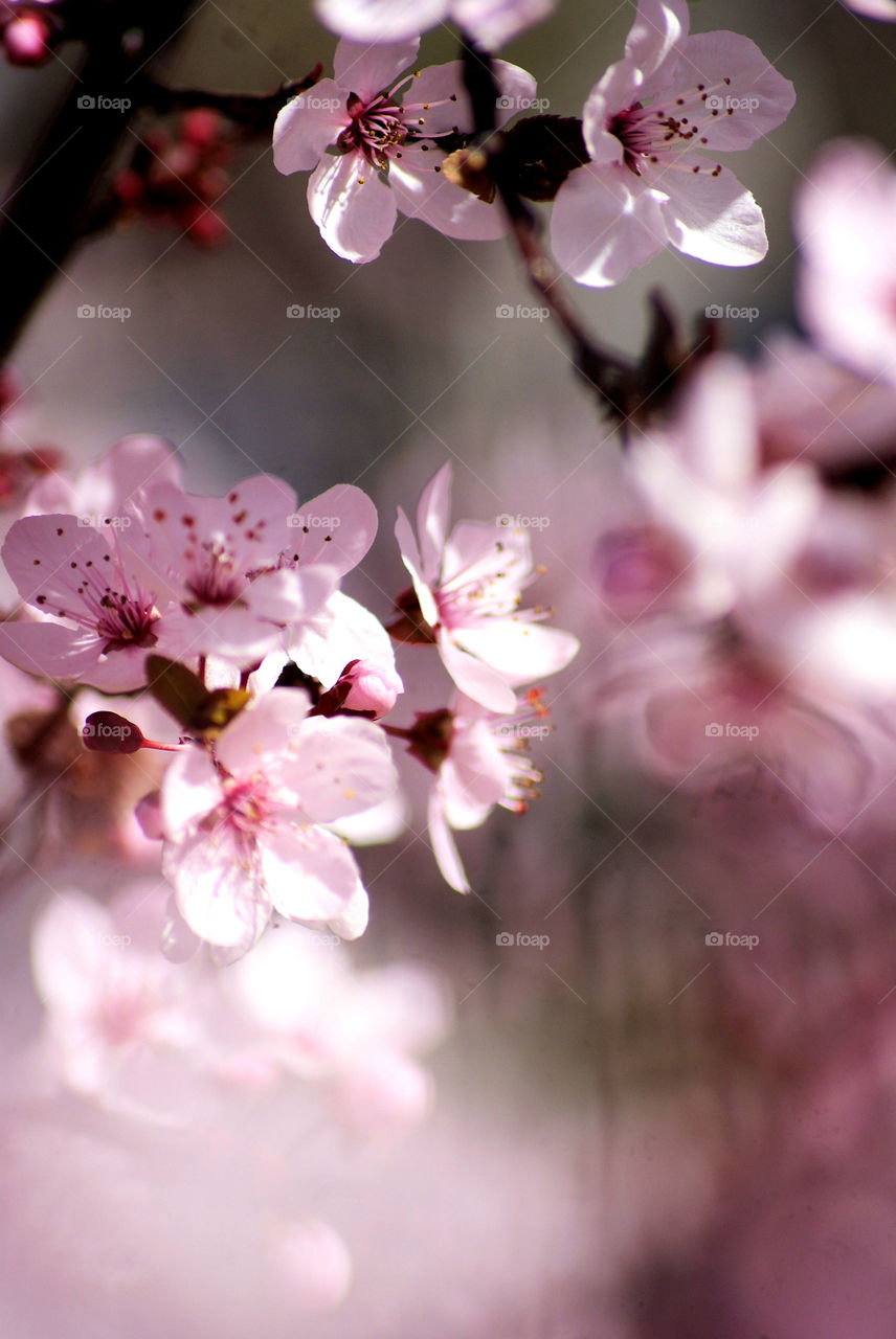 Cherry blossoms 