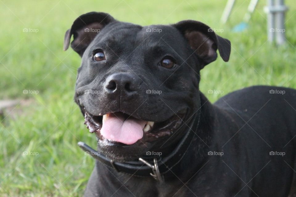 Male English Staffie