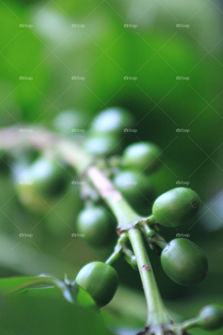 Green Coffee Beans