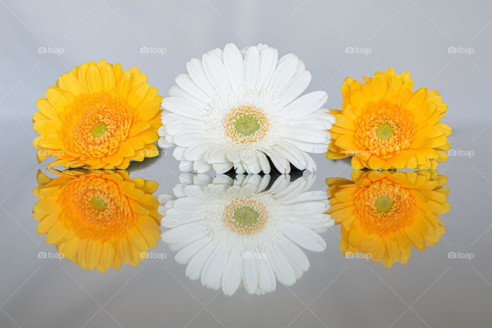 Three beautiful blooming Gerbera flowers making reflection in the shiny stone countertop 