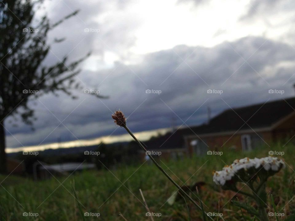 My point of view behind flower Incredible storm sky on the background