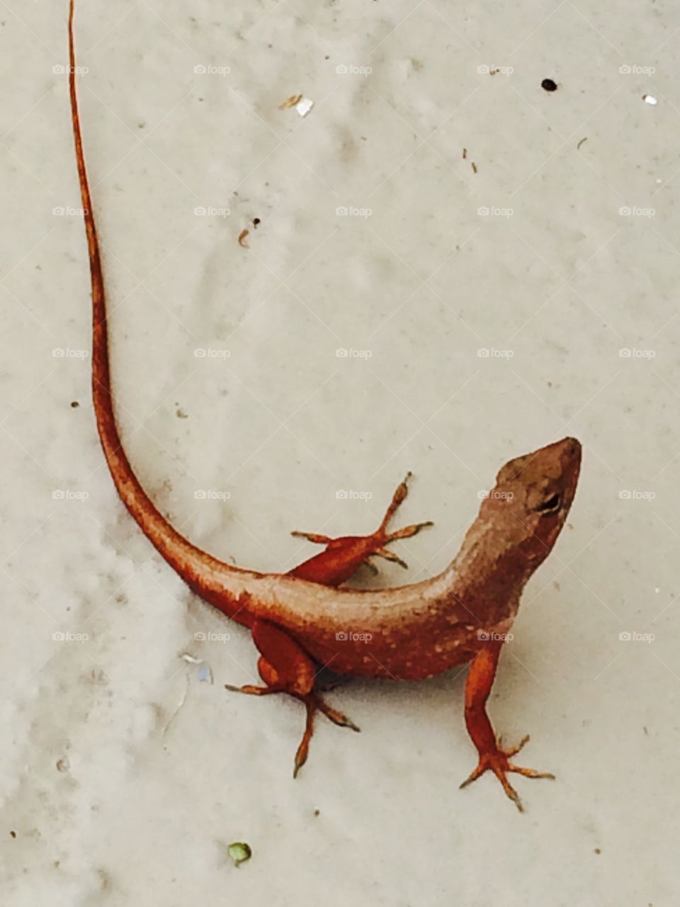 A rare red phase anole lizard