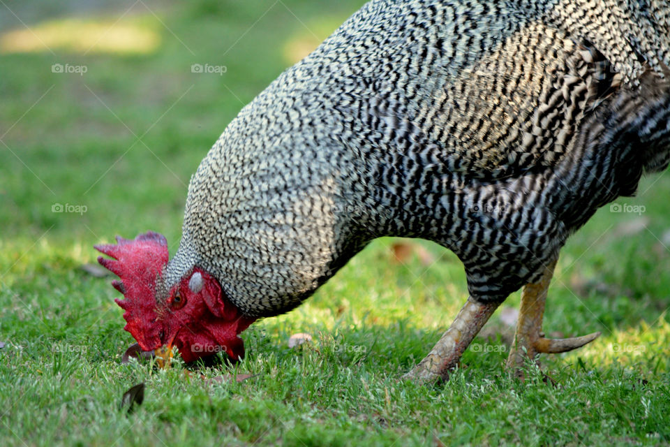 Chicken,  Plymouth Rock Barred American Large Fowl