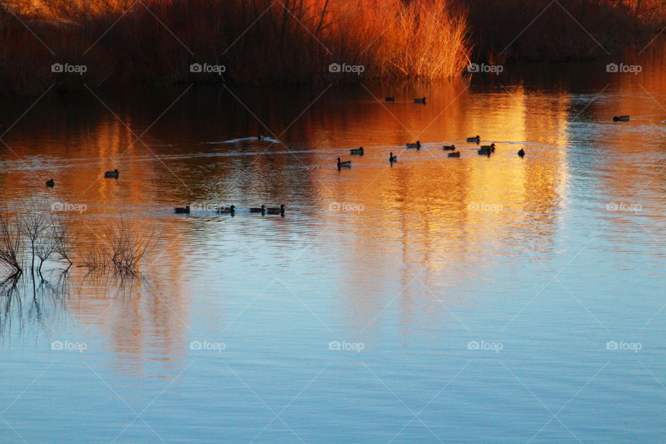 Ducks at Sunrise 2
