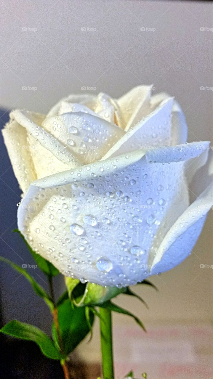 White Rosebud with water droplets.