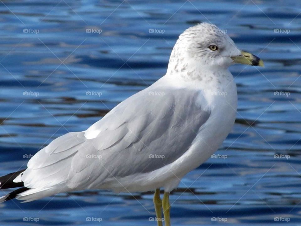 Seagull