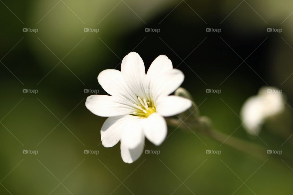 Close-up white flower