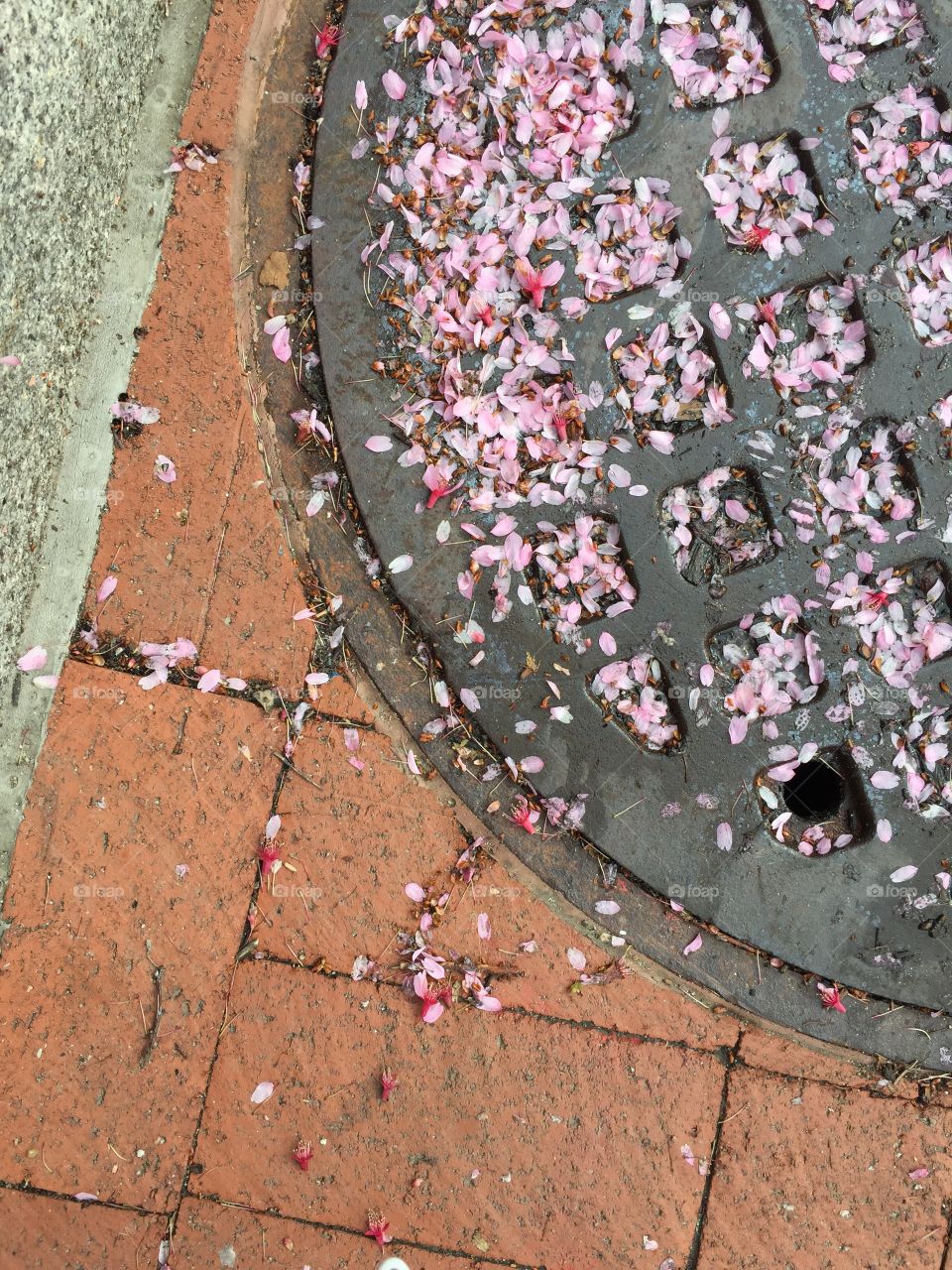 Cherry Blossom Petals 