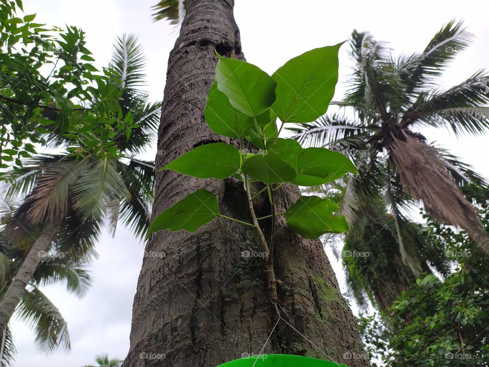 tree on other tree life means more life is possible in this way happy life