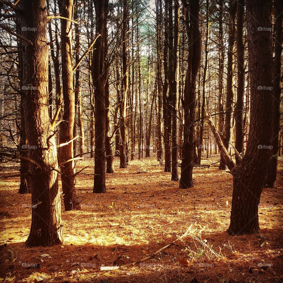 Golden hour pine trees