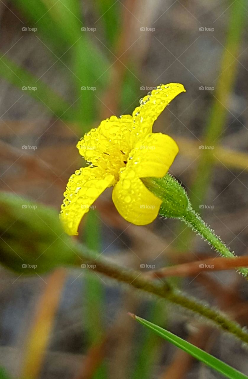 little yellow flower