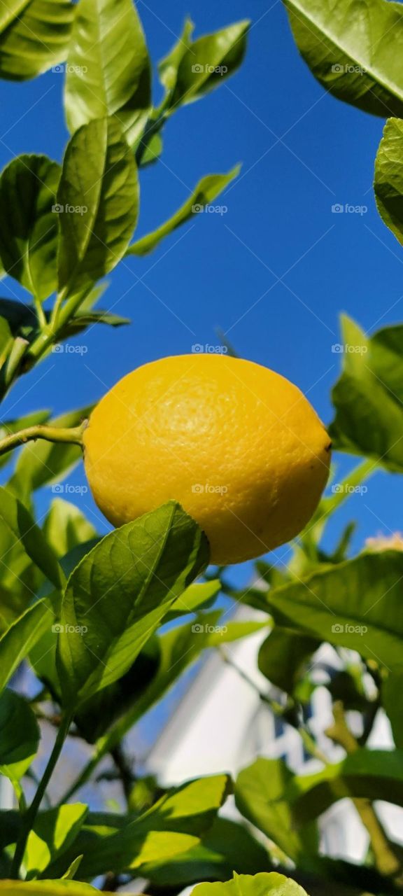 Lemon tree