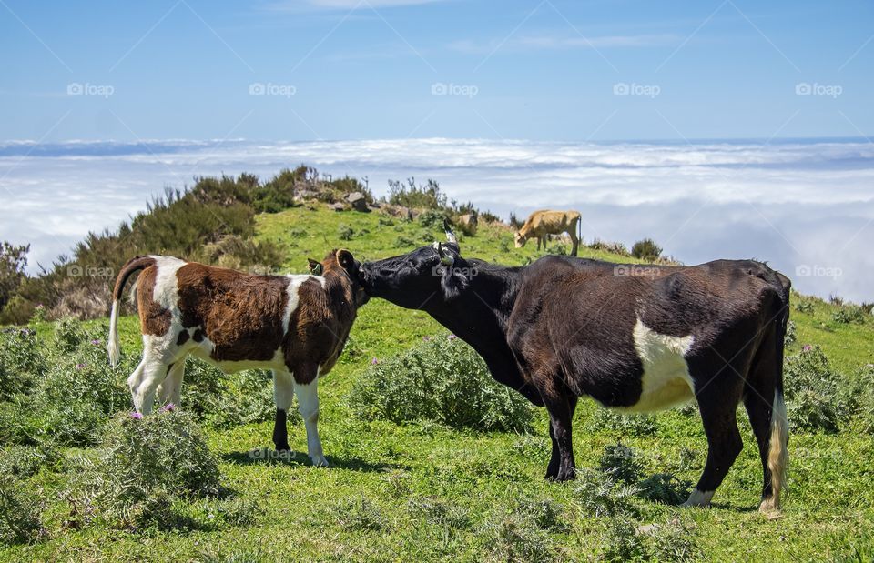 Free range cattle