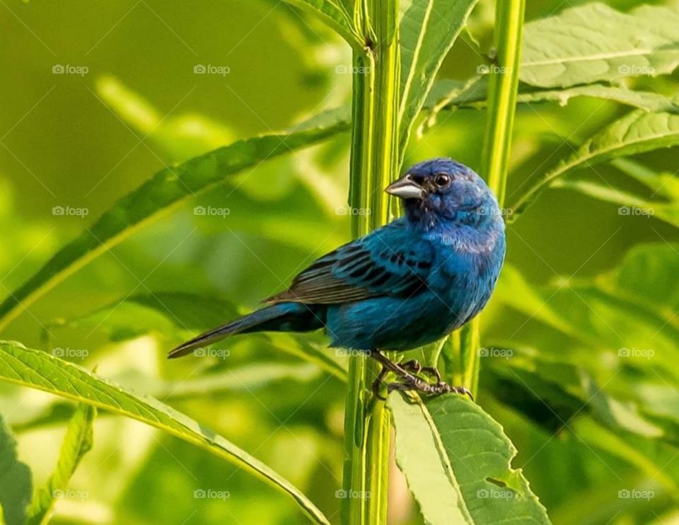 Indigo Bunting male bird