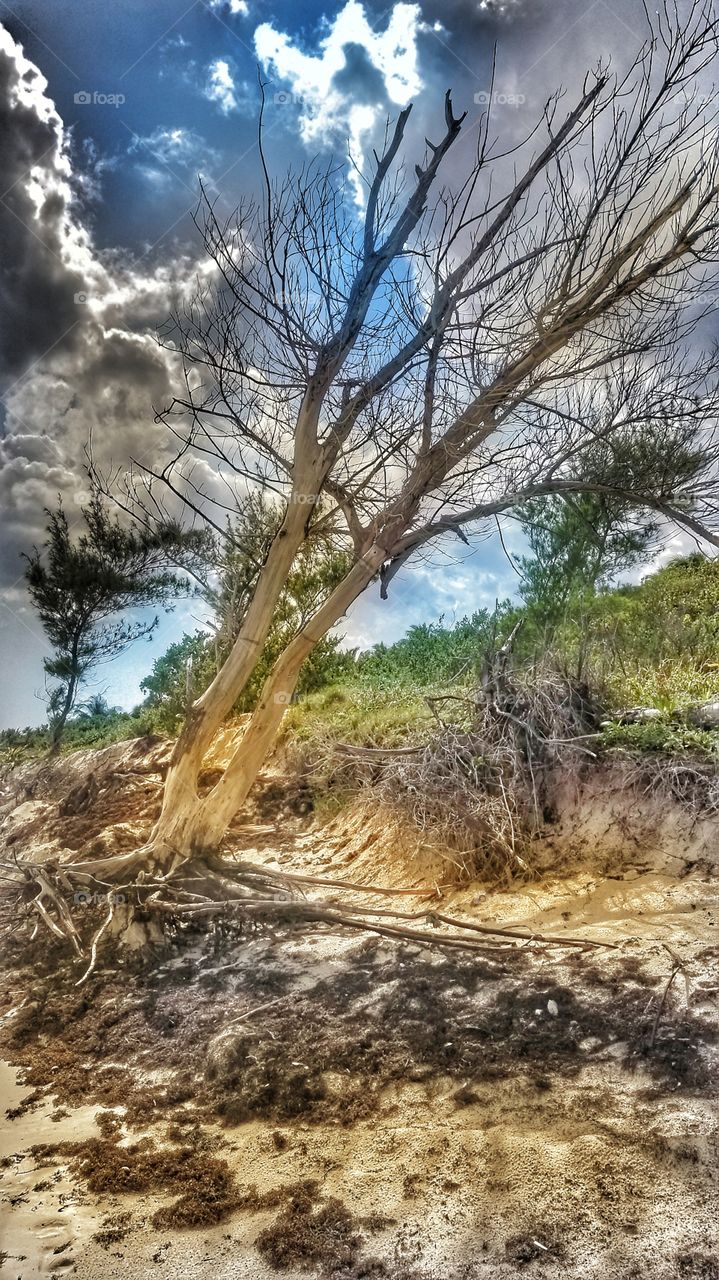 leaning dead tree