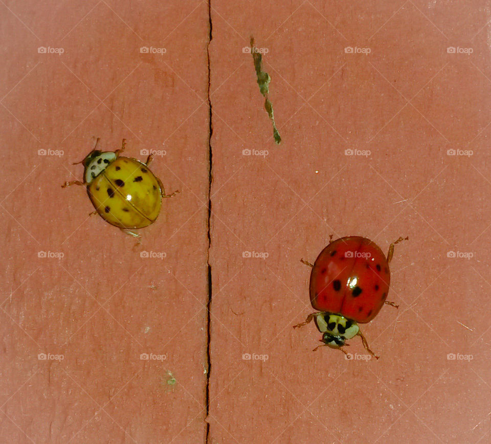 Lady Bugs. Last summer we had a swarm of Lady bugs flying around and I captured this pair on a sport beam on our house.