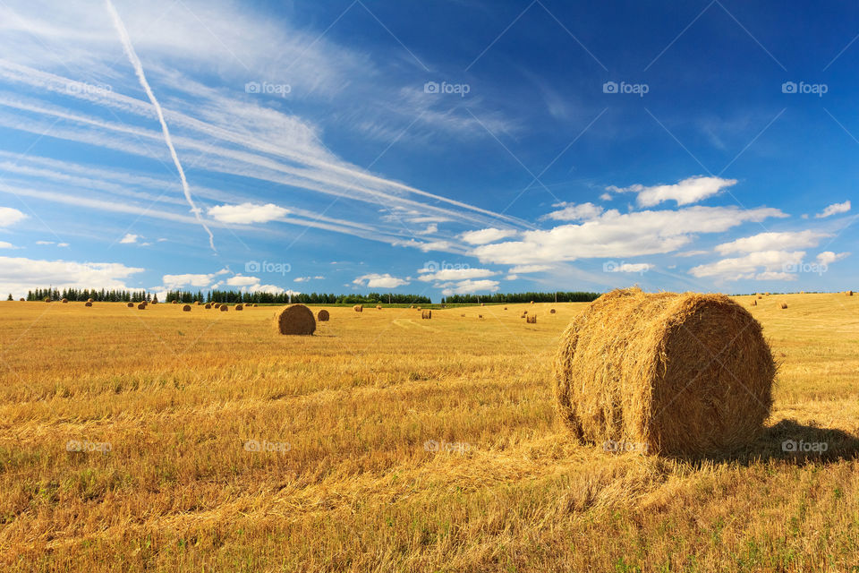 Round wheat bales in the field