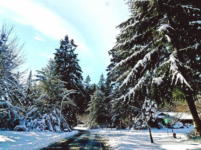 large snowy trees on highway