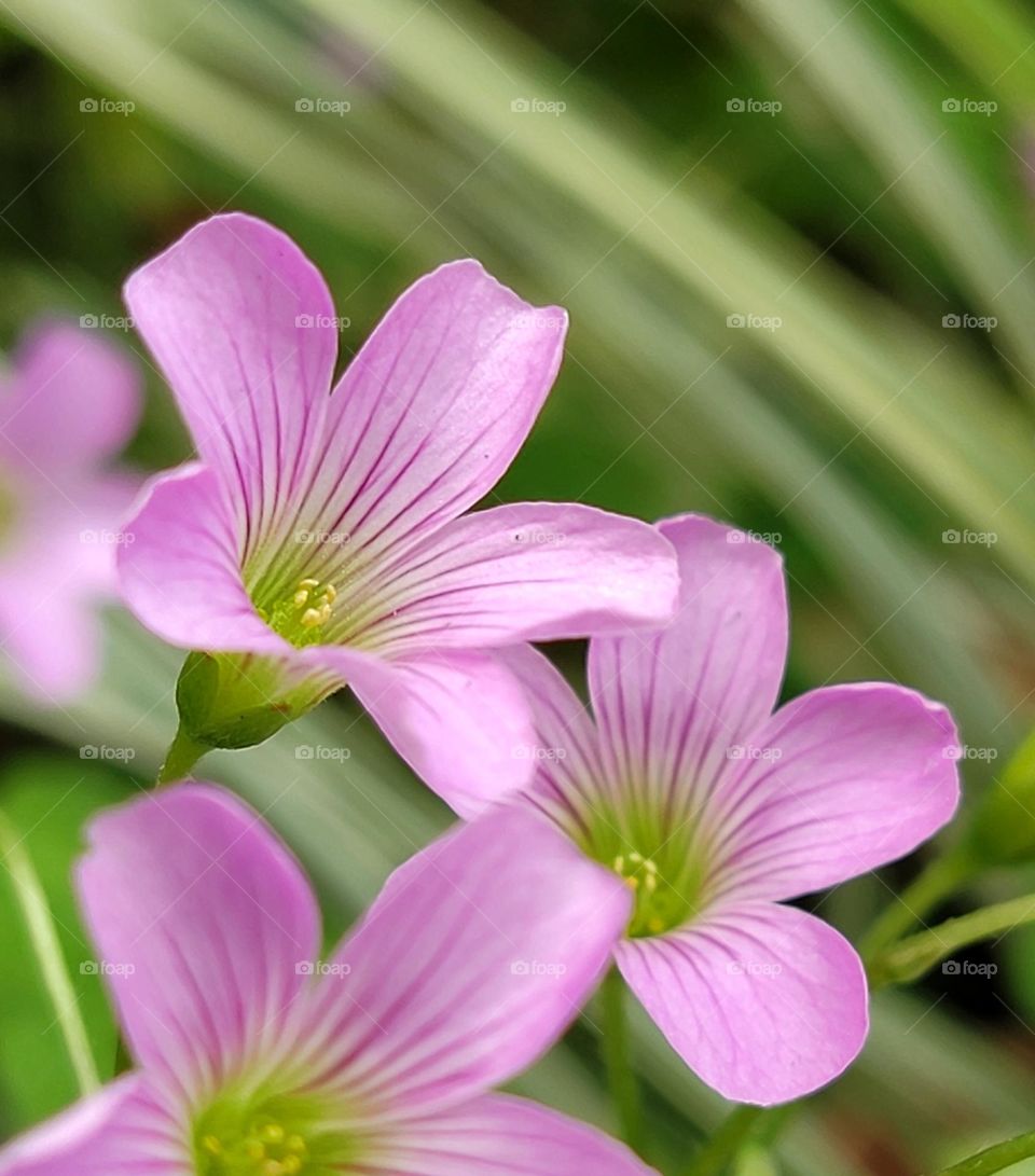 pink flowers