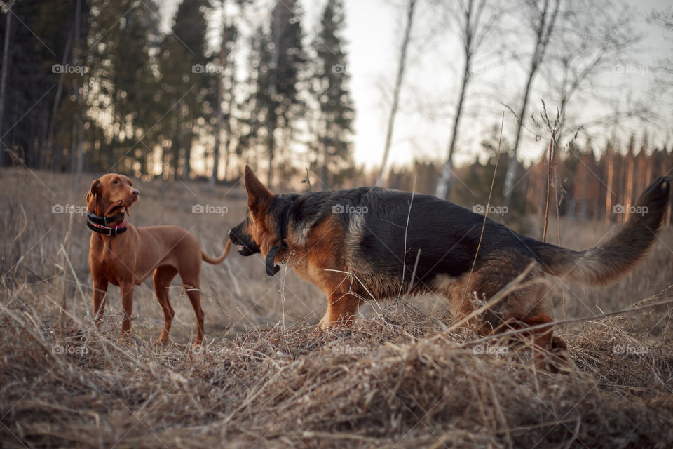 German shepherd young male dog playing with Hungarian vizsla dog outdoor at a spring evening