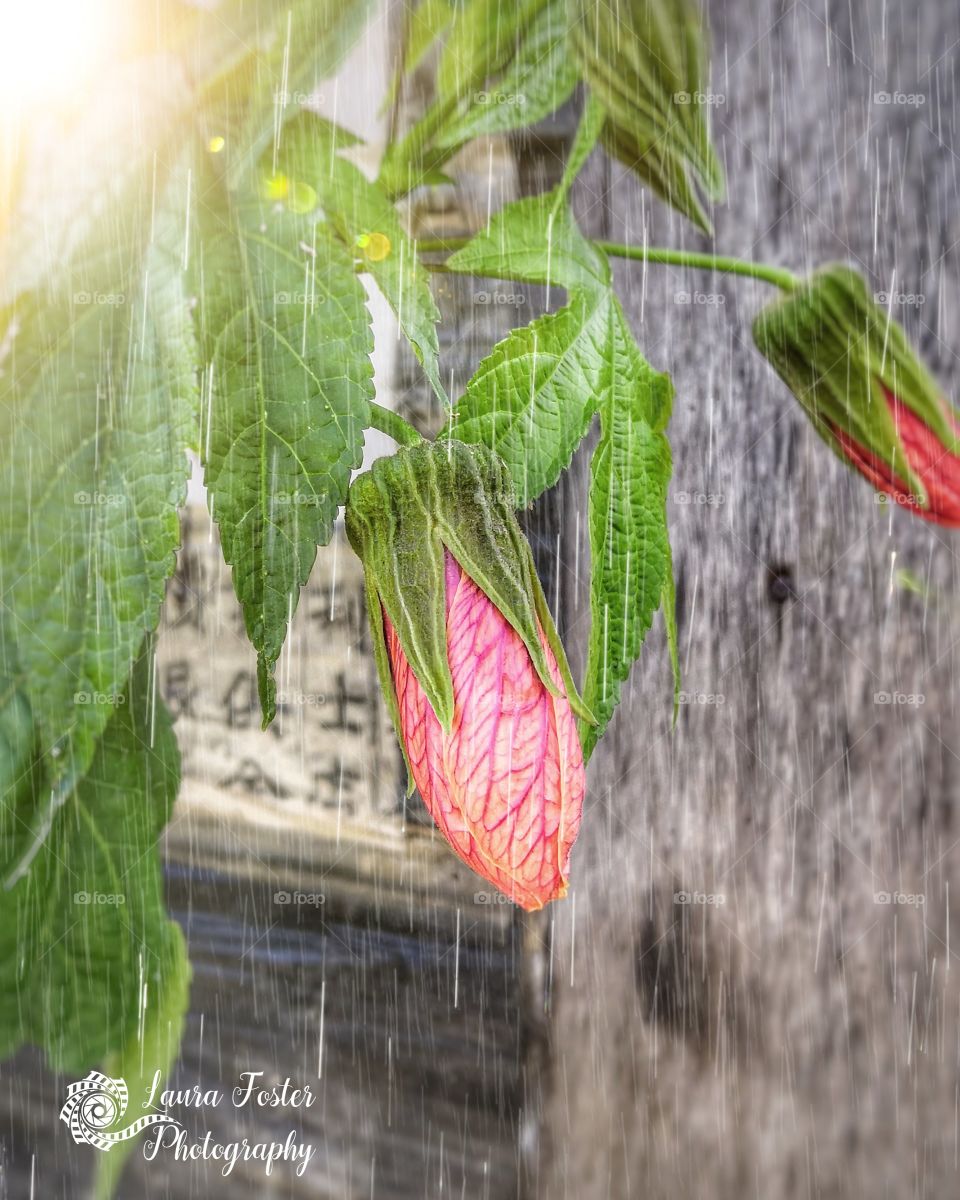 beautiful budding flower