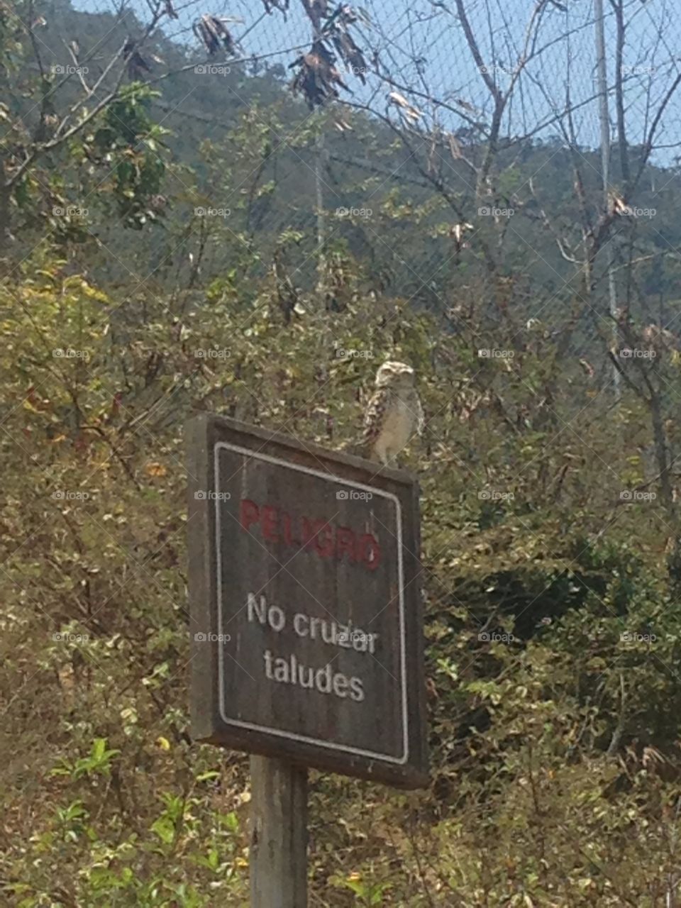 Owl at montecristi