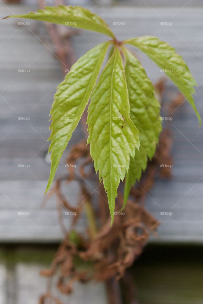 Leaves