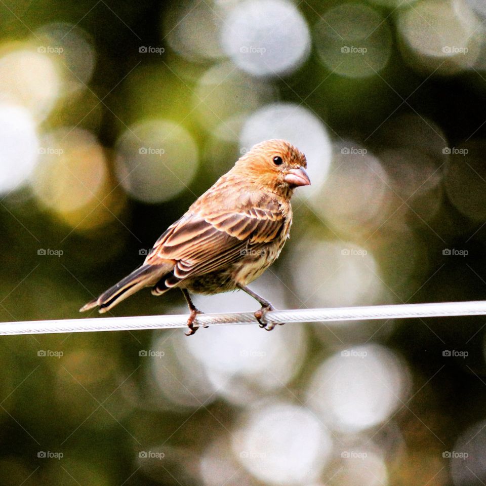 Close-up of bird