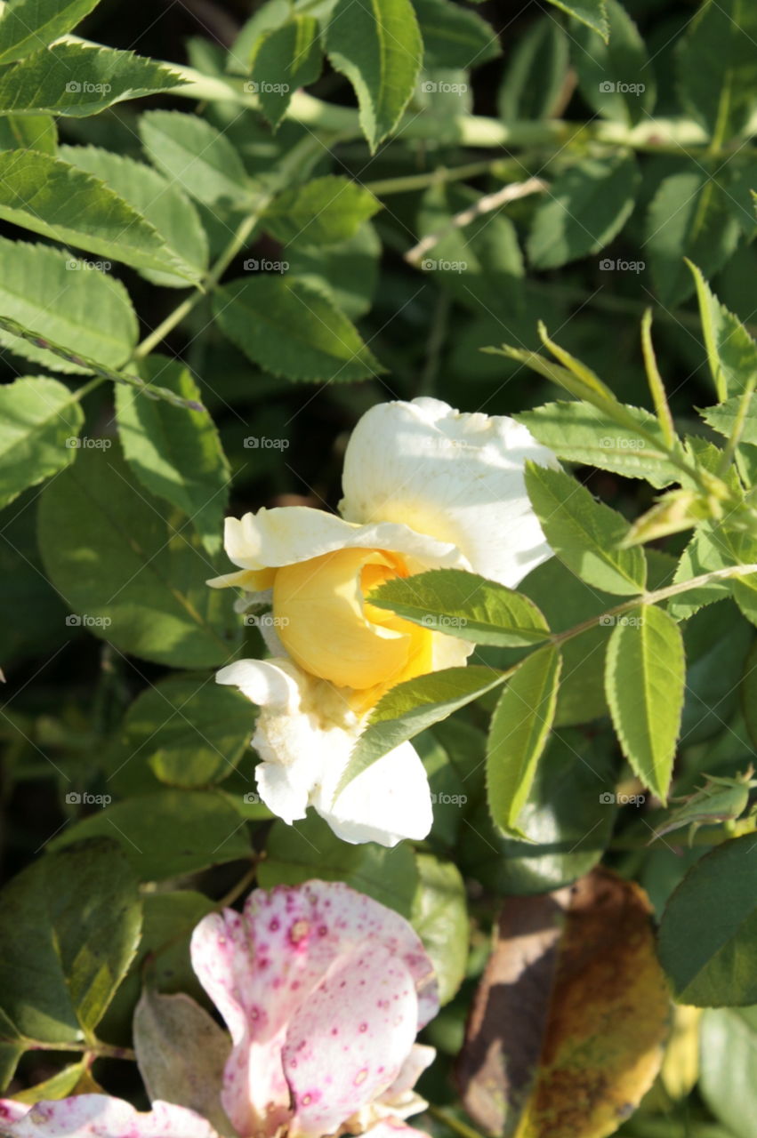 flower closeup