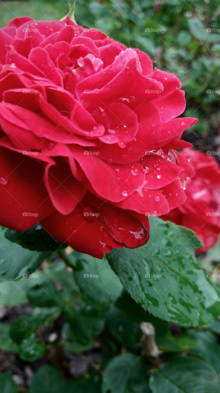 rose after rainfall