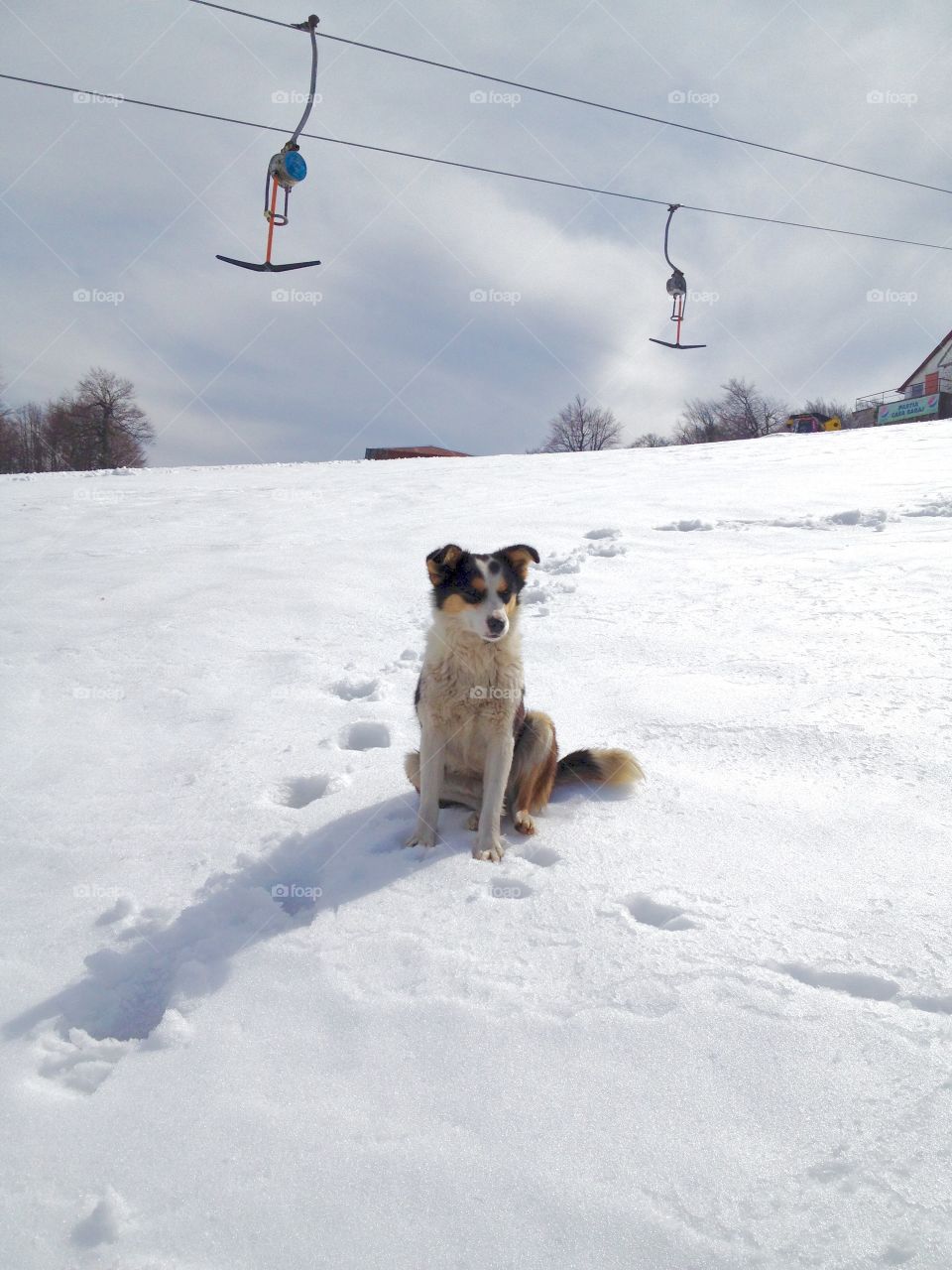 Dog in the snow with teleski in the background