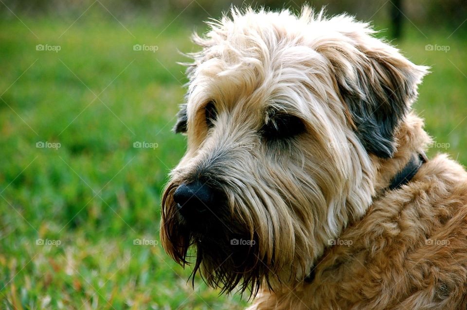 Wheaten Terrier Relaxing