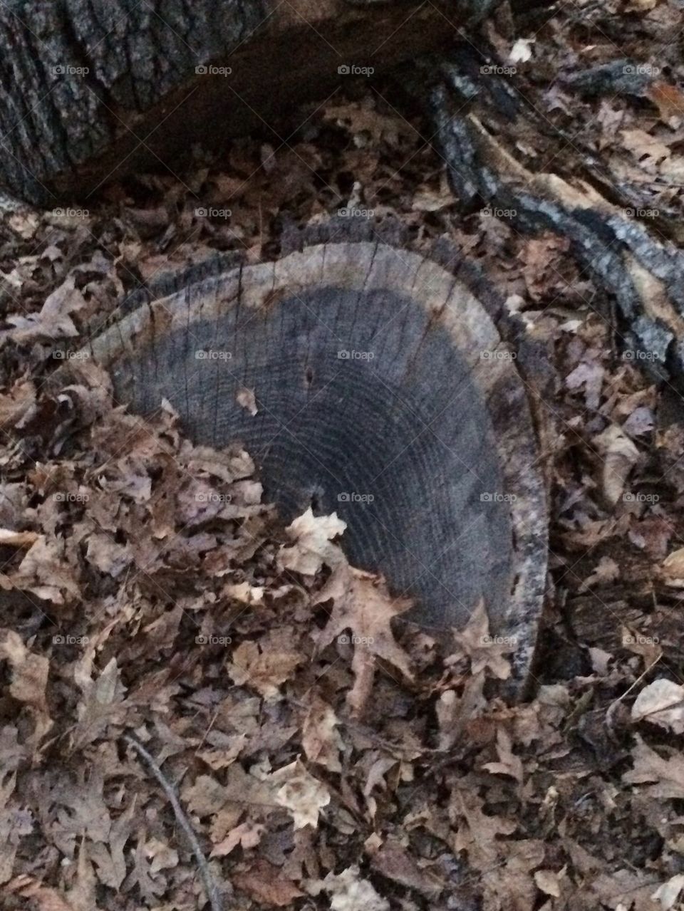 Tree stump