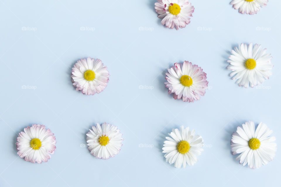 Lots of identical, repeating daisy flowers on a blue background.