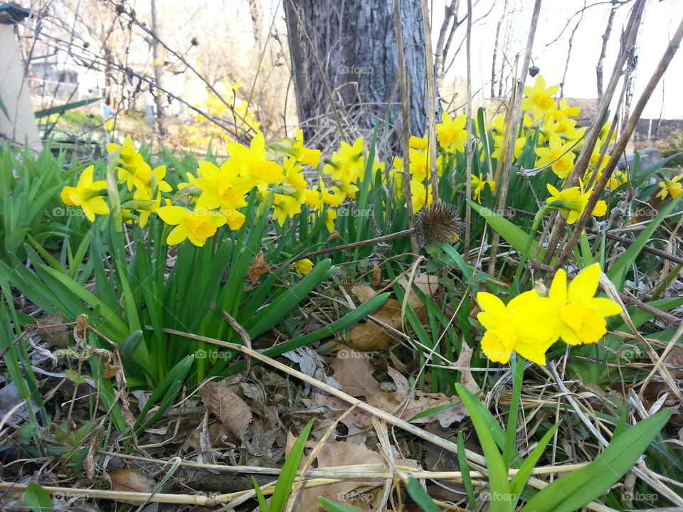 Miniature Daffodils. Miniature daffodils blooming in early spring.