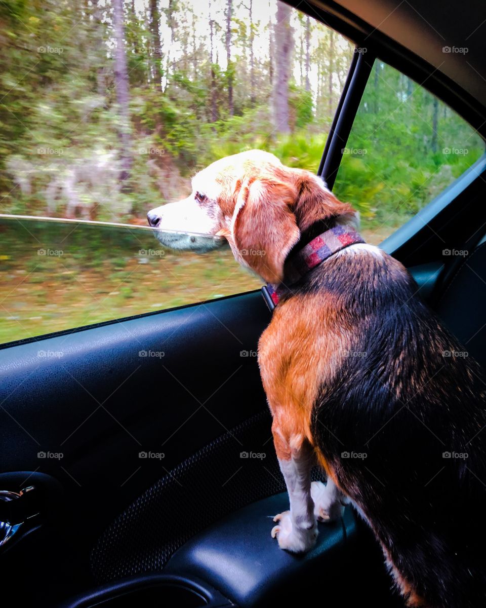 Beautiful baby Girl beagle enjoying the breeze